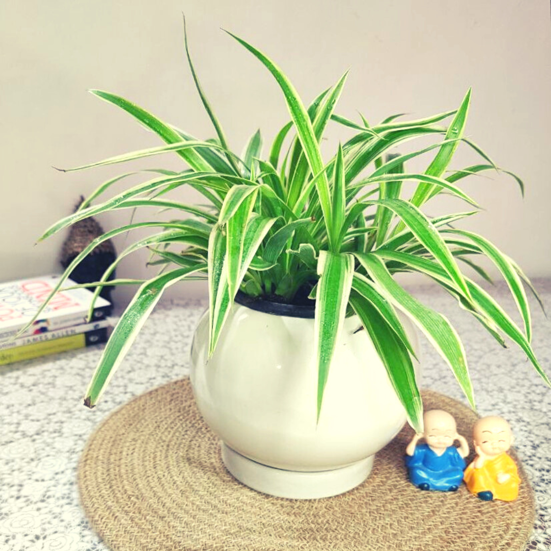 Homefrills Stylish Glossy Round White Colour Ceramic Planters Pot with Bottom Tray for Indoor Plants, Flower Pots, Succulent Pot, Planters for Home Decor, Home Garden Size-17 * 15 cm